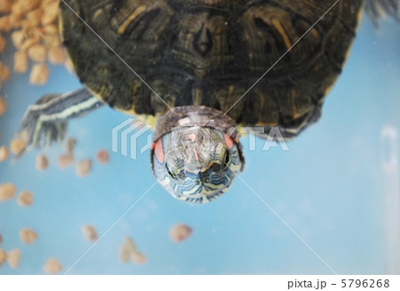 アカミミガメ アカミミガメ 5796268