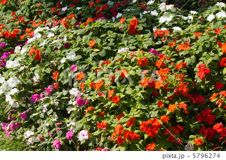 ニチニチソウ 5796274