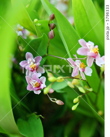蘭 ラン トゥインクル 花言葉 美人 Orchidの写真素材