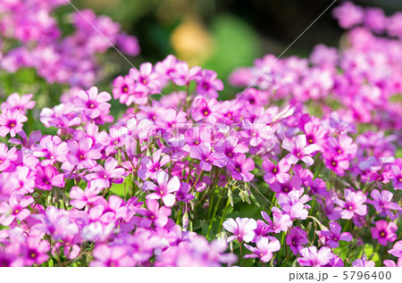 オキザリス オキザリス 5796400