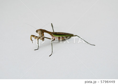 カマキリ　その2 5796449