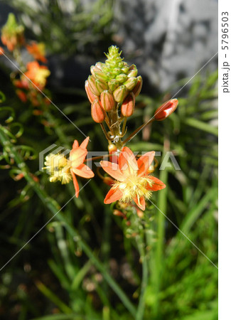 花アロエ 5796503