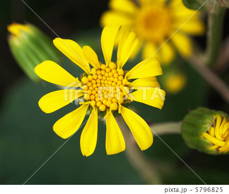 ツワブキ 5796825