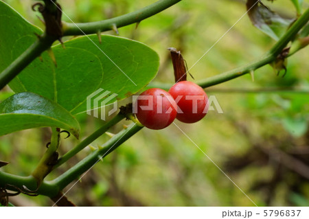 バラの実 5796837