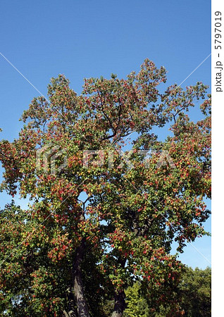 ナンキンハゼの実と紅葉 5797019