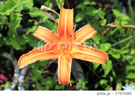 甘草の花 5797080