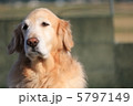 日差しの中の表情 5797149