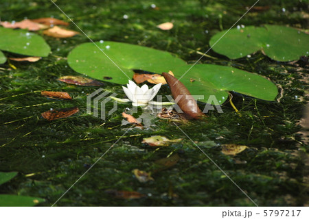 ヒツジグサの花とトノサマガエル ヒツジグサの花とトノサマガエル 5797217
