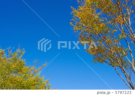 ケヤキと秋の空 ケヤキと秋の空 5797225
