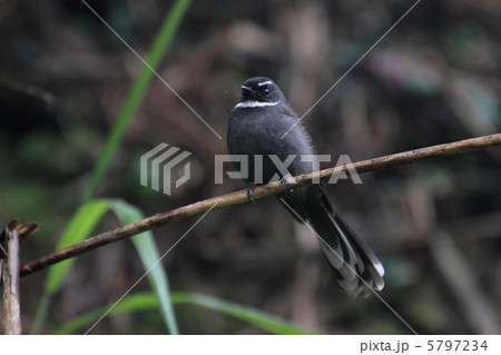 White-throated Fantail（ノドジロオウギビタキ） 5797234
