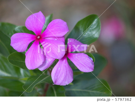 日日草 日日草 5797362