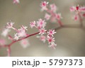 小さい花 5797373