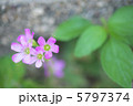 カタバミの花 5797374