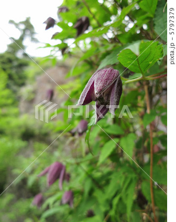 ミヤマハンショウヅル 5797379