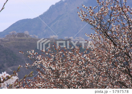 竹田城跡とさくら 5797578
