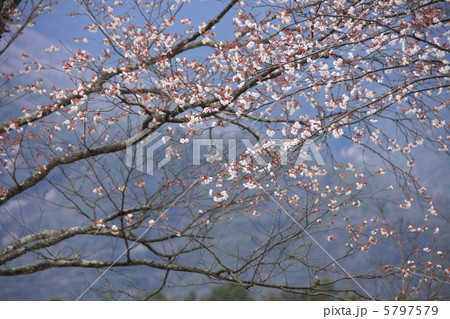 和田山のさくら 和田山のさくら 5797579