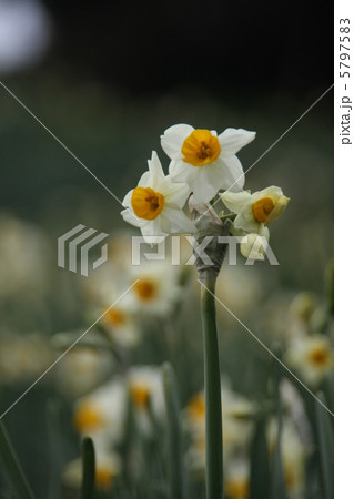 水仙の花 5797583
