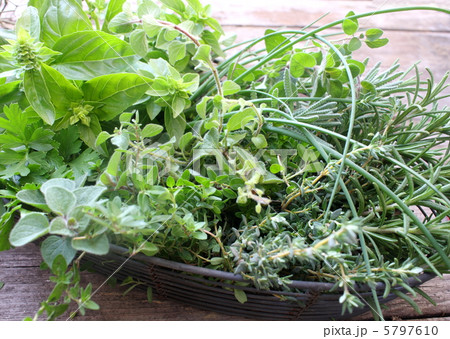 ハーブの収穫 5797610