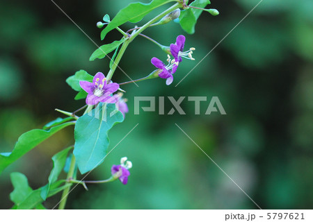 クコの花 クコの花 5797621