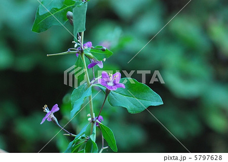 クコの花 クコの花 5797628