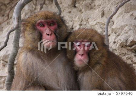 サルのカップル 5797640