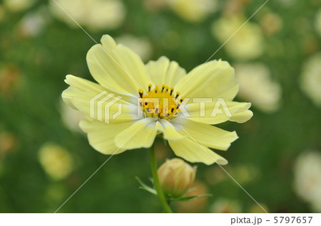 秋桜のサンセットイエロー 5797657