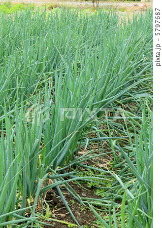 ネギ畑 ネギ畑 5797687