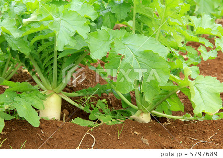 大根畑 5797689