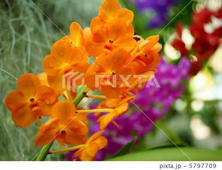 洋蘭 アスコセンダ 花言葉 美人 Orchidの写真素材