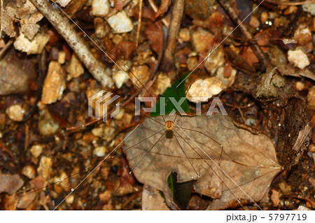 ザトウムシ ザトウムシ 5797719