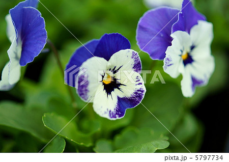 ビオラ 花言葉 誠実な愛 Viola Flowersの写真素材