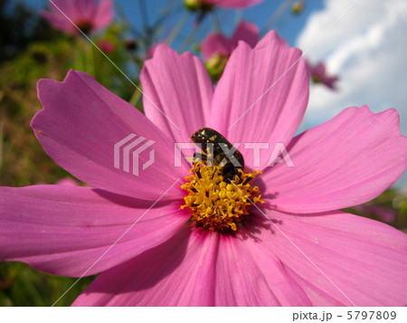 コスモスとハナムグリ コスモスとハナムグリ 5797809