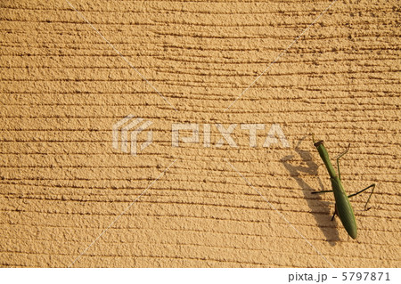 カマキリと塗り壁2 5797871