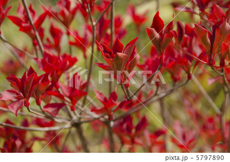 赤く紅葉するドウダンツツジ 赤く紅葉するドウダンツツジ 5797890