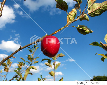 アルプス乙女 5798062