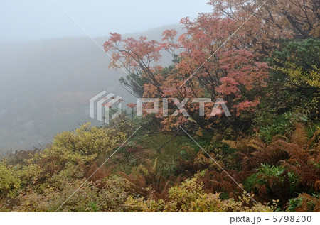 旭岳、霧とウラジロナナカマド 旭岳、霧とウラジロナナカマド 5798200
