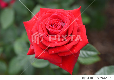 雨上りのバラ 5798217