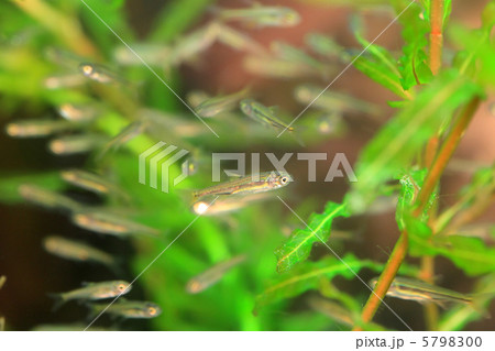 カワムツの群れ 5798300