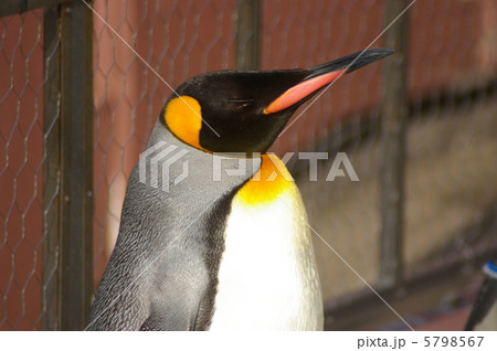 キングペンギン 5798567