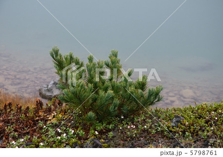 ハイマツと姿見の池 5798761