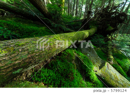 苔と倒木 5799124