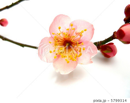 梅の花 5799314