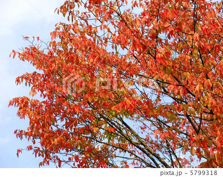 大島桜の紅葉 5799318