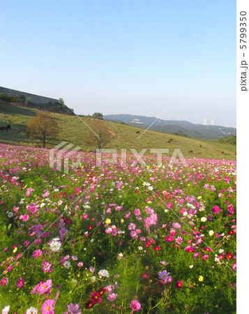 あわじ花さじき（満開のコスモス） 5799350