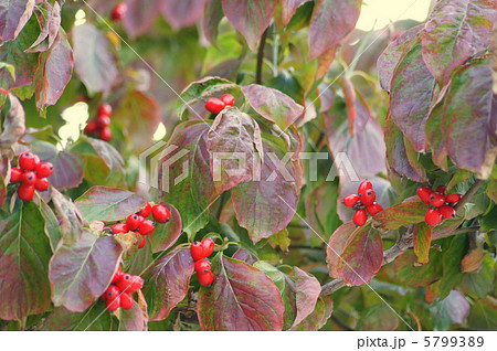 アメリカハナミズキの実 5799389