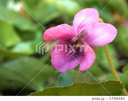 クールダルザス（ニオイスミレ） 5799484