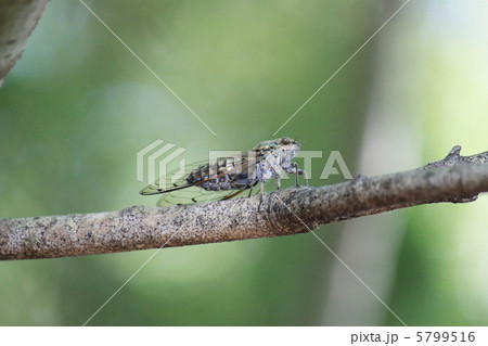 ツクツクボウシ　ツツクボウシ 5799516