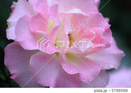 バラのマチルダ雫 バラのマチルダ雫 5799569