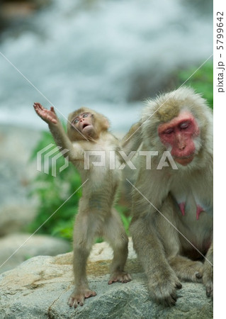ニホンザル 5799642