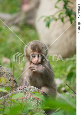ニホンザル 5799684